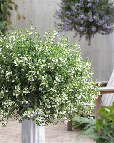 foto van een variëteit aan bloemen, te gebruiken als: Potplant, patioplant, korfplant Scaevola aemula Surdiva® White 11