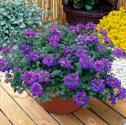 foto van een variëteit aan bloemen, te gebruiken als: Potplant, patioplant, korfplant Verbena Temari® Blue