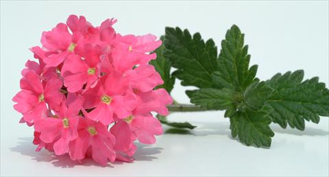 foto van een variëteit aan bloemen, te gebruiken als: Potplant, patioplant, korfplant Verbena Temari® Coral Pink