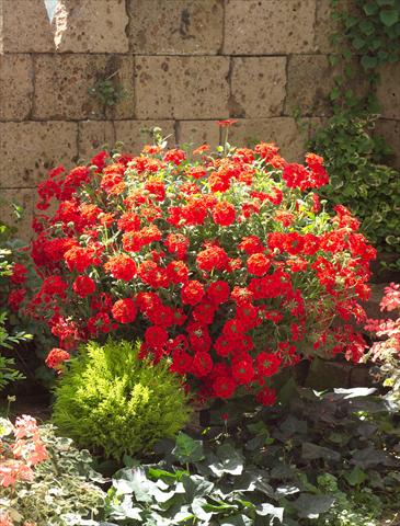 foto van een variëteit aan bloemen, te gebruiken als: Potplant, patioplant, korfplant Verbena Temari® Red 2006