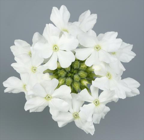 foto van een variëteit aan bloemen, te gebruiken als: Potplant, patioplant, korfplant Verbena Temari® White