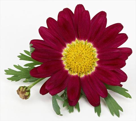 foto van een variëteit aan bloemen, te gebruiken als: Pot - en perkplant Argyranthemum frutescens Bellavita Classic Magenta