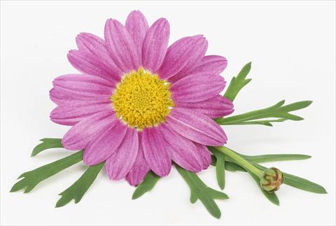 foto van een variëteit aan bloemen, te gebruiken als: Pot - en perkplant Argyranthemum frutescens Bellavita Classic Pink