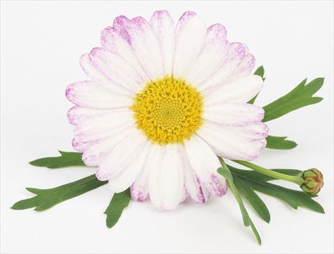 foto van een variëteit aan bloemen, te gebruiken als: Pot - en perkplant Argyranthemum frutescens Bellavita Classic Spray