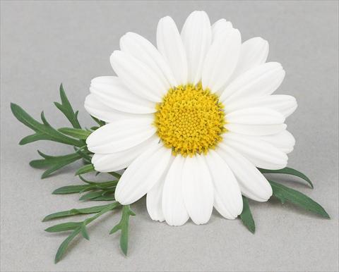 foto van een variëteit aan bloemen, te gebruiken als: Pot - en perkplant Argyranthemum frutescens Bellavita Classic White
