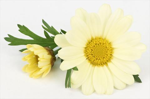 foto van een variëteit aan bloemen, te gebruiken als: Pot - en perkplant Argyranthemum frutescens Bellavita Lemon