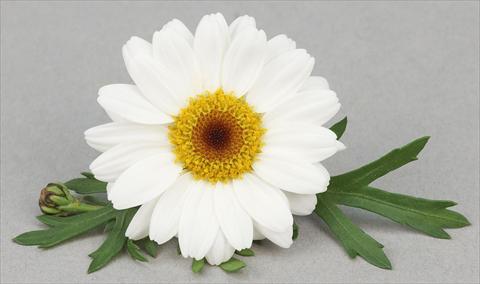 foto van een variëteit aan bloemen, te gebruiken als: Pot - en perkplant Argyranthemum frutescens Bellavita Milk and Honey