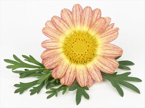 foto van een variëteit aan bloemen, te gebruiken als: Pot - en perkplant Argyranthemum frutescens Bellavita Peach