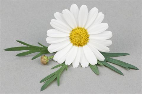 foto van een variëteit aan bloemen, te gebruiken als: Pot - en perkplant Argyranthemum frutescens Bellavita Silver White