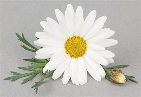foto van een variëteit aan bloemen, te gebruiken als: Pot - en perkplant Argyranthemum frutescens Bellavita Triple White