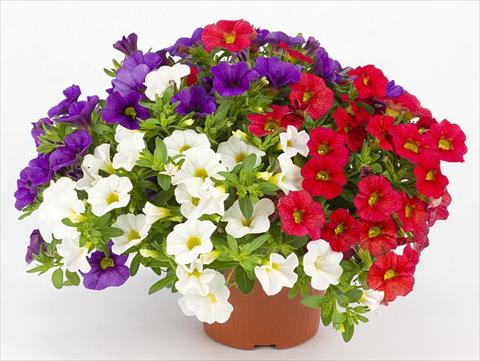 foto van een variëteit aan bloemen, te gebruiken als: Potplant, perkplant, patioplant, korfplant Calibrachoa Mille Baci® French Kiss