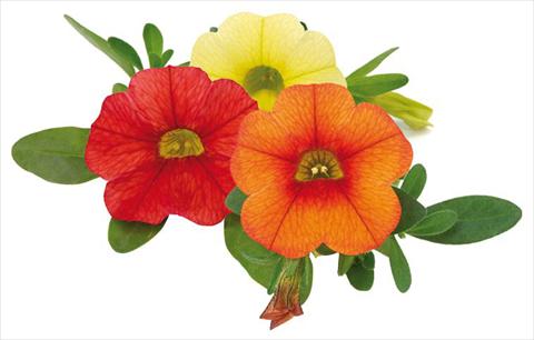 foto van een variëteit aan bloemen, te gebruiken als: Potplant, perkplant, patioplant, korfplant Calibrachoa Mille Baci® Hot Kiss