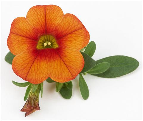 foto van een variëteit aan bloemen, te gebruiken als: Potplant, perkplant, patioplant, korfplant Calibrachoa Mille Baci® Orange