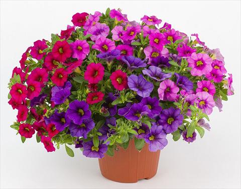 foto van een variëteit aan bloemen, te gebruiken als: Potplant, perkplant, patioplant, korfplant Calibrachoa Mille Baci® Romantic Kiss