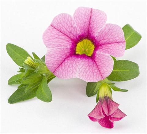 foto van een variëteit aan bloemen, te gebruiken als: Potplant, perkplant, patioplant, korfplant Calibrachoa Mille Baci® Rose impr