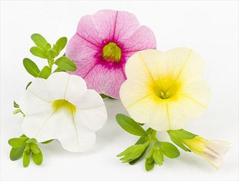 foto van een variëteit aan bloemen, te gebruiken als: Potplant, perkplant, patioplant, korfplant Calibrachoa Mille Baci® Sweet Kiss