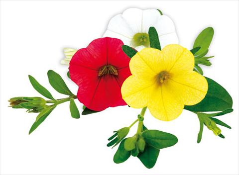 foto van een variëteit aan bloemen, te gebruiken als: Potplant, perkplant, patioplant, korfplant Calibrachoa Million Bells® Concert