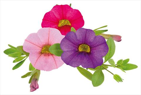 foto van een variëteit aan bloemen, te gebruiken als: Potplant, perkplant, patioplant, korfplant Calibrachoa Million Bells® Lullaby
