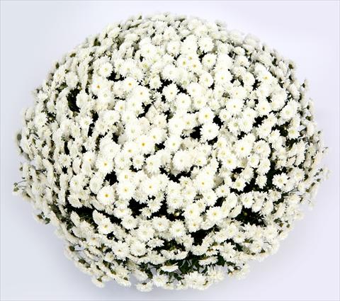 foto van een variëteit aan bloemen, te gebruiken als: Pot - en perkplant Chrysanthemum Belgian Lana