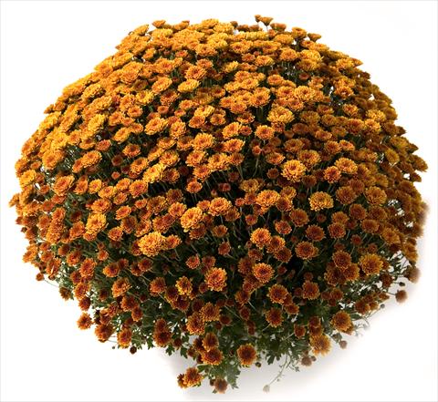 foto van een variëteit aan bloemen, te gebruiken als: Pot - en perkplant Chrysanthemum Belgian Renata