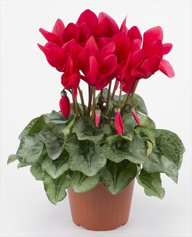 foto van een variëteit aan bloemen, te gebruiken als: Korf / Pot Cyclamen persicum Halios® Rouge Decora