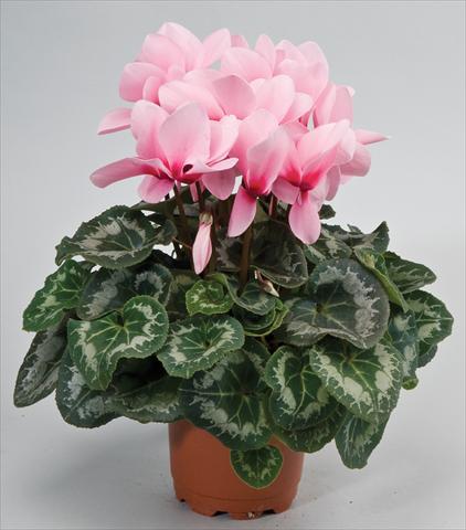 foto van een variëteit aan bloemen, te gebruiken als: Korf / Pot Cyclamen persicum Rainier™ F1 Light Pink with eye