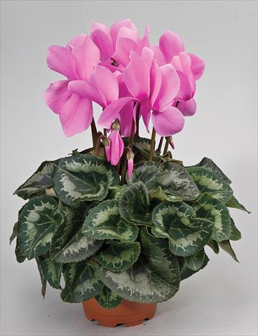 foto van een variëteit aan bloemen, te gebruiken als: Korf / Pot Cyclamen persicum Cyclamen persicum Rainier™ F1 Lilac