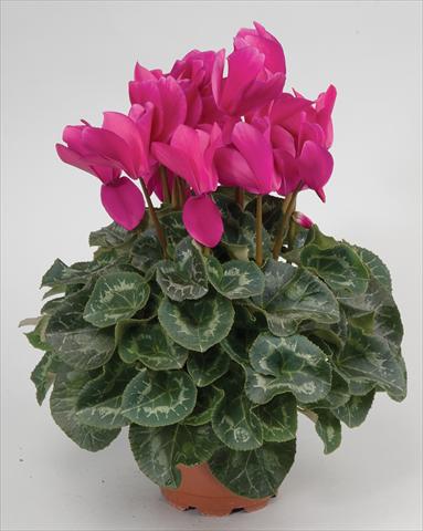 foto van een variëteit aan bloemen, te gebruiken als: Korf / Pot Cyclamen persicum Cyclamen persicum Rainier™ F1 Purple