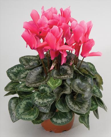 foto van een variëteit aan bloemen, te gebruiken als: Korf / Pot Cyclamen persicum Cyclamen persicum Rainier™ F1 Rose