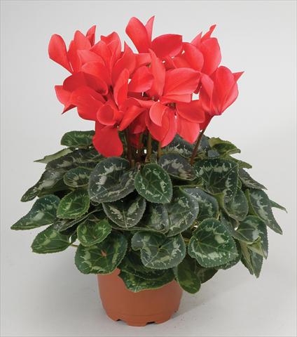 foto van een variëteit aan bloemen, te gebruiken als: Korf / Pot Cyclamen persicum Cyclamen persicum Rainier™ F1 Scarlet
