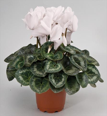 foto van een variëteit aan bloemen, te gebruiken als: Korf / Pot Cyclamen persicum Cyclamen persicum Rainier™ F1 White