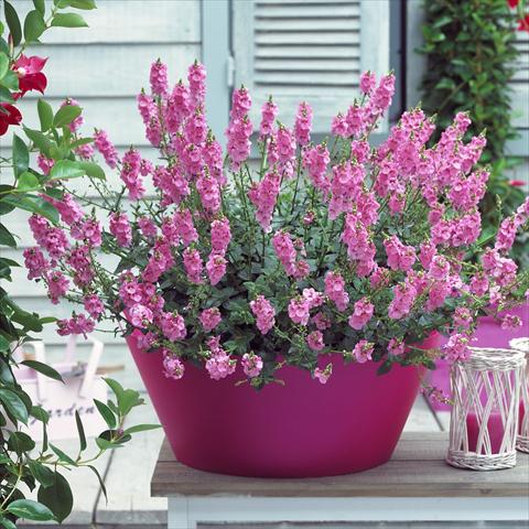 foto van een variëteit aan bloemen, te gebruiken als: Potplant, patioplant, korfplant Diascia Sundiascia Blush Pink