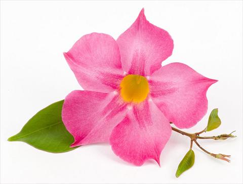 foto van een variëteit aan bloemen, te gebruiken als: Patioplant, potplant Dipladenia (Mandevilla) Sundaville Rose Star
