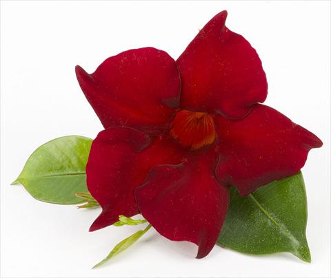 foto van een variëteit aan bloemen, te gebruiken als: Patioplant, potplant Dipladenia (Mandevilla) Sundaville Super Dark Red