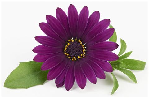 foto van een variëteit aan bloemen, te gebruiken als: Pot - en perkplant Osteospermum Leonardo Deep Purple