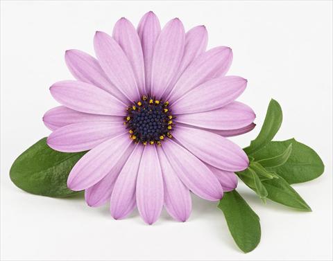 foto van een variëteit aan bloemen, te gebruiken als: Pot - en perkplant Osteospermum Leonardo Lavender