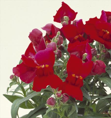 foto van een variëteit aan bloemen, te gebruiken als: Pot - en perkplant Antirrhinum majus Floral Showers Crimson