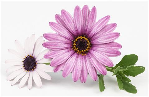 foto van een variëteit aan bloemen, te gebruiken als: Pot - en perkplant Osteospermum Leonardo Pink Surprise