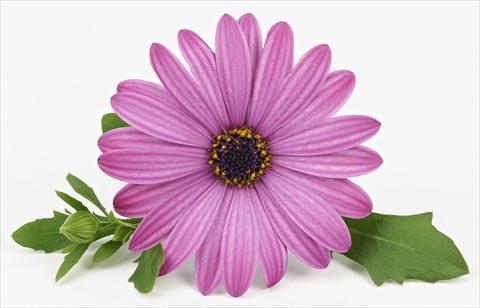 foto van een variëteit aan bloemen, te gebruiken als: Pot - en perkplant Osteospermum Leonardo Pink