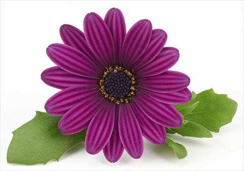 foto van een variëteit aan bloemen, te gebruiken als: Pot - en perkplant Osteospermum Leonardo Purple Haze