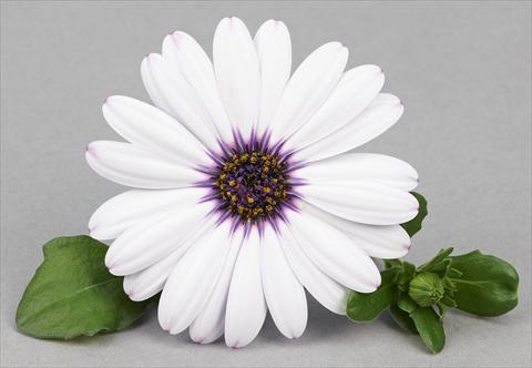 foto van een variëteit aan bloemen, te gebruiken als: Pot - en perkplant Osteospermum Leonardo White Dark Eye