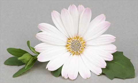 foto van een variëteit aan bloemen, te gebruiken als: Pot - en perkplant Osteospermum Leonardo White Romance
