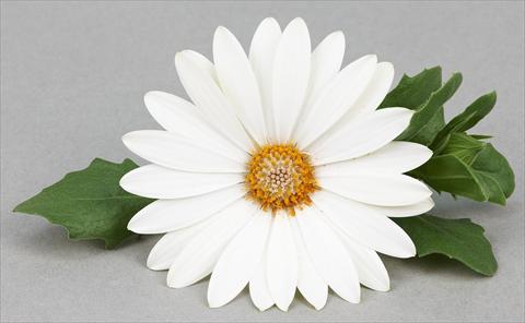 foto van een variëteit aan bloemen, te gebruiken als: Pot - en perkplant Osteospermum Leonardo White