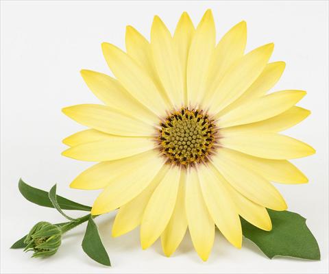 foto van een variëteit aan bloemen, te gebruiken als: Pot - en perkplant Osteospermum Leonardo Yellow