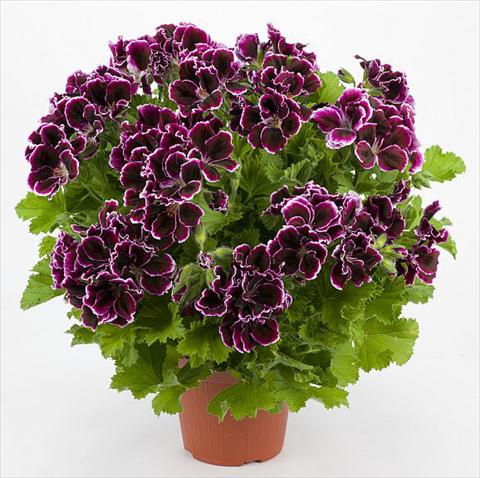 foto van een variëteit aan bloemen, te gebruiken als: Patioplant, potplant Pelargonium grandiflorum Costa Barcellona Plum