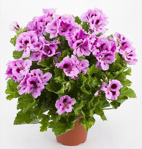 foto van een variëteit aan bloemen, te gebruiken als: Patioplant, potplant Pelargonium grandiflorum Costa Barcellona Purple