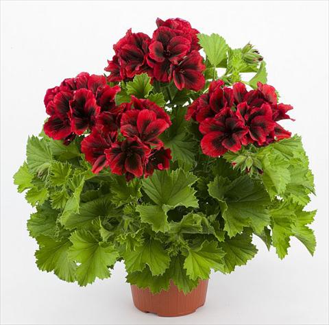 foto van een variëteit aan bloemen, te gebruiken als: Patioplant, potplant Pelargonium grandiflorum Costa Barcellona Red