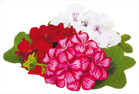 foto van een variëteit aan bloemen, te gebruiken als: Potplant, patioplant, korfplant Pelargonium peltatum pac® Happy Face Honey