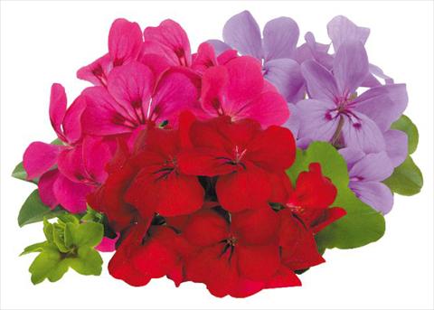 foto van een variëteit aan bloemen, te gebruiken als: Potplant, patioplant, korfplant Pelargonium peltatum pac® Happy Face Money