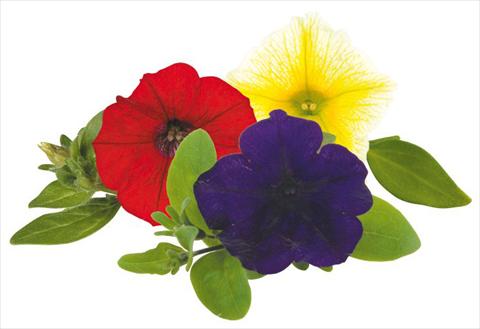 foto van een variëteit aan bloemen, te gebruiken als: Potplant, perkplant, patioplant, korfplant Petunia Caleidos Pinko